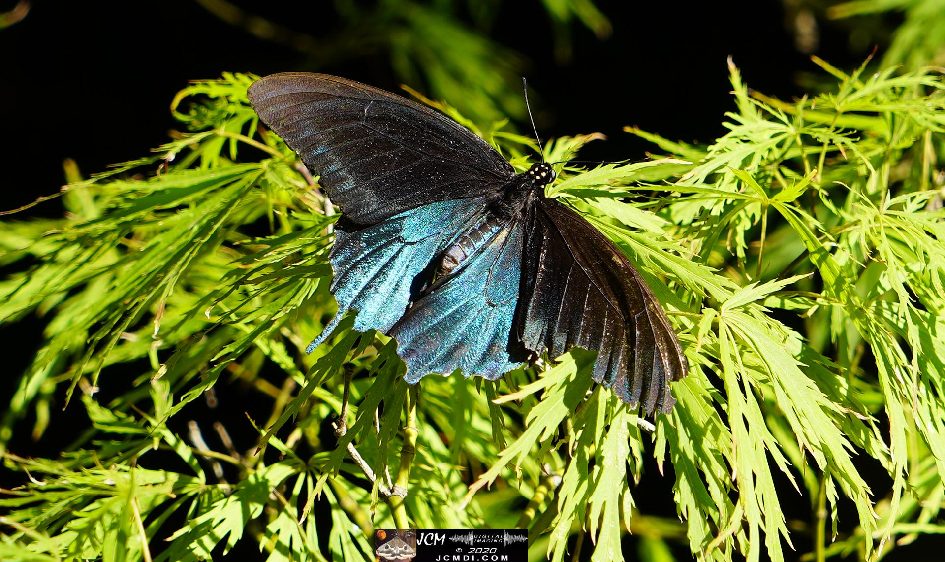 20200930 CheekWood garden area - Japanese Maple with Pipevine Swallowtail
